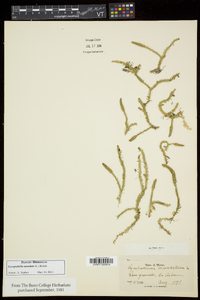 Lycopodiella inundata image