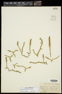 Lycopodiella inundata image