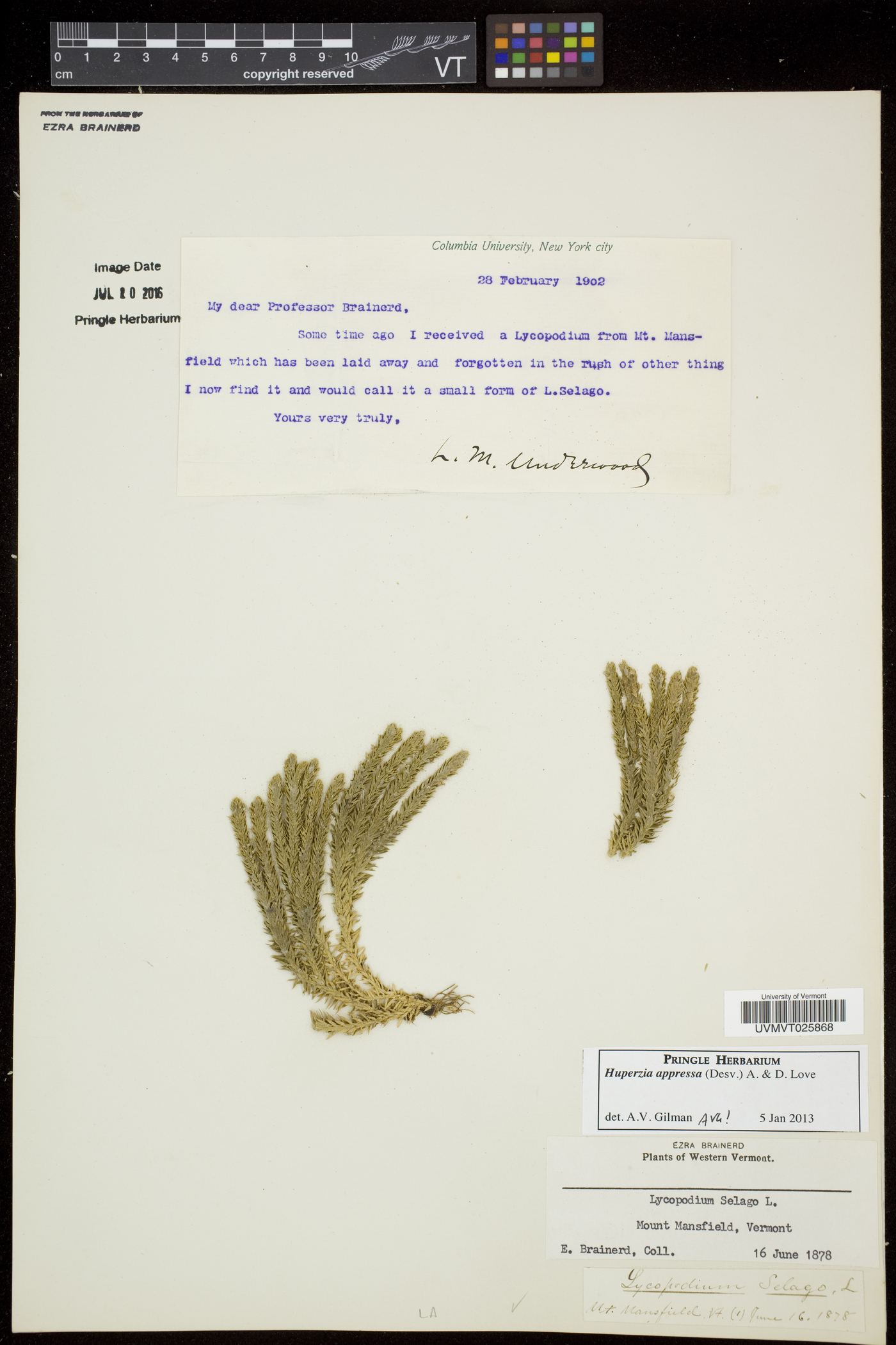 Huperzia selago var. appressa image