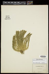 Huperzia selago var. appressa image