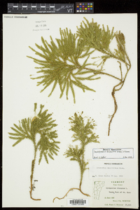 Dendrolycopodium dendroideum image