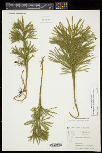 Dendrolycopodium dendroideum image