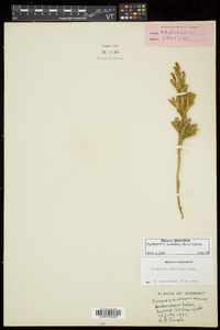 Dendrolycopodium dendroideum image