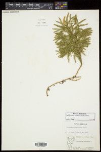 Dendrolycopodium dendroideum image