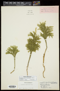 Dendrolycopodium dendroideum image