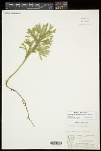 Dendrolycopodium dendroideum image