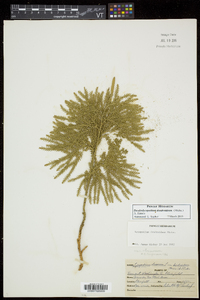 Dendrolycopodium dendroideum image