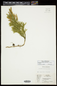 Dendrolycopodium dendroideum image