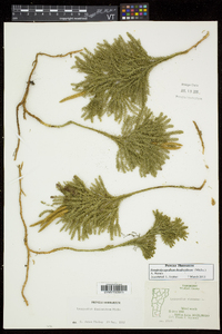 Dendrolycopodium dendroideum image