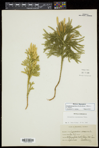 Dendrolycopodium dendroideum image