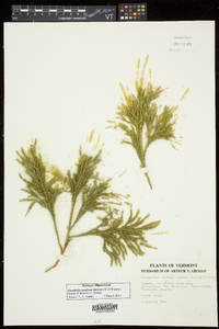 Dendrolycopodium hickeyi image