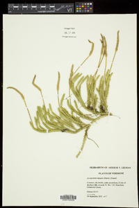 Lycopodium lagopus image