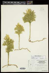 Dendrolycopodium dendroideum image