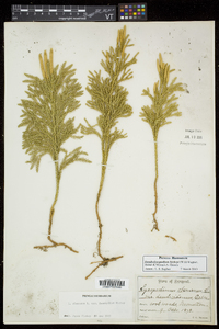 Dendrolycopodium hickeyi image