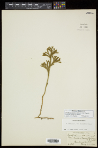 Dendrolycopodium hickeyi image