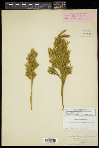 Dendrolycopodium hickeyi image