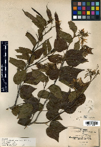 Bauhinia divaricata image