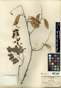 Caesalpinia robinsoniana image