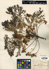 Conzattia multiflora image