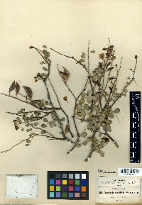 Caesalpinia sessilifolia image