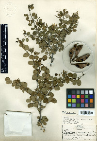 Bauhinia lunarioides image