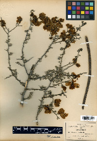 Cassia morelensis image