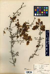 Cassia morelensis image