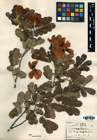 Senna skinneri image