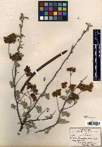 Senna wislizeni var. pringlei image