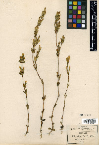 Gentiana citrina image