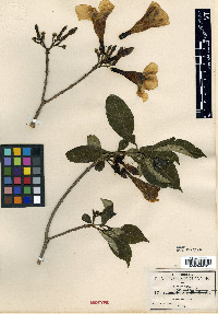 Stemmadenia tomentosa image