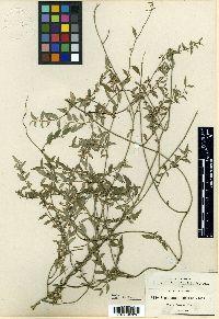 Orthosia pubescens image