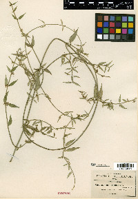 Orthosia pubescens image
