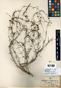Metastelma arizonicum image