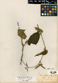 Cynanchum cyathiforme image