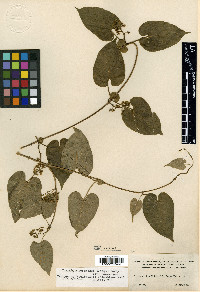 Cynanchum racemosum image