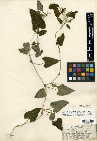 Cynanchum racemosum image