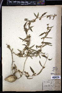 Gonolobus jaliscensis image