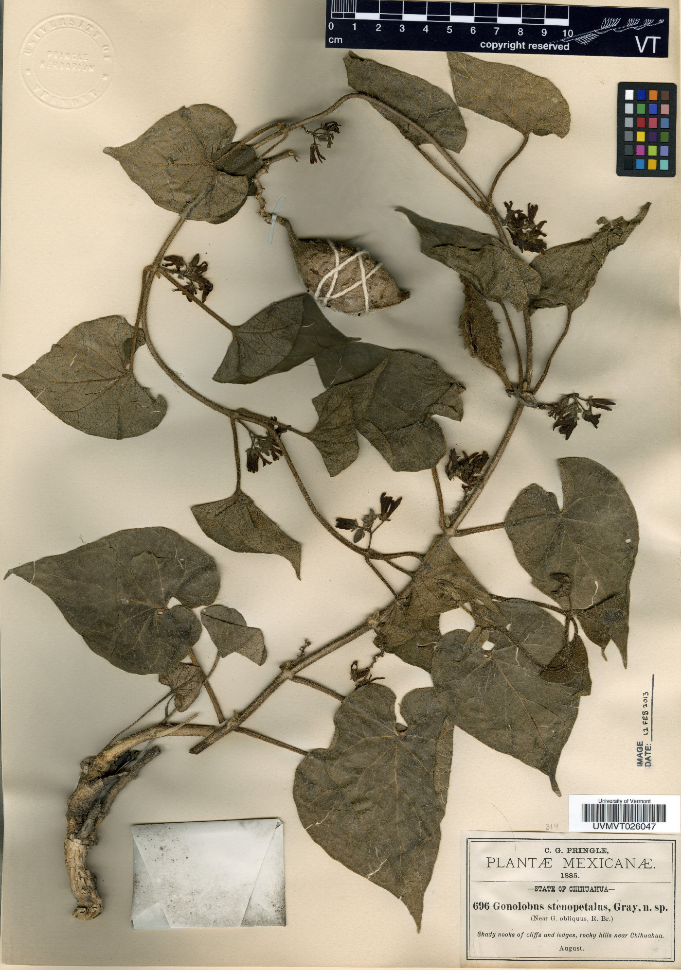 Gonolobus stenopetalus image