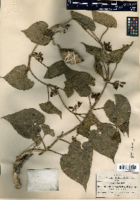Gonolobus stenopetalus image