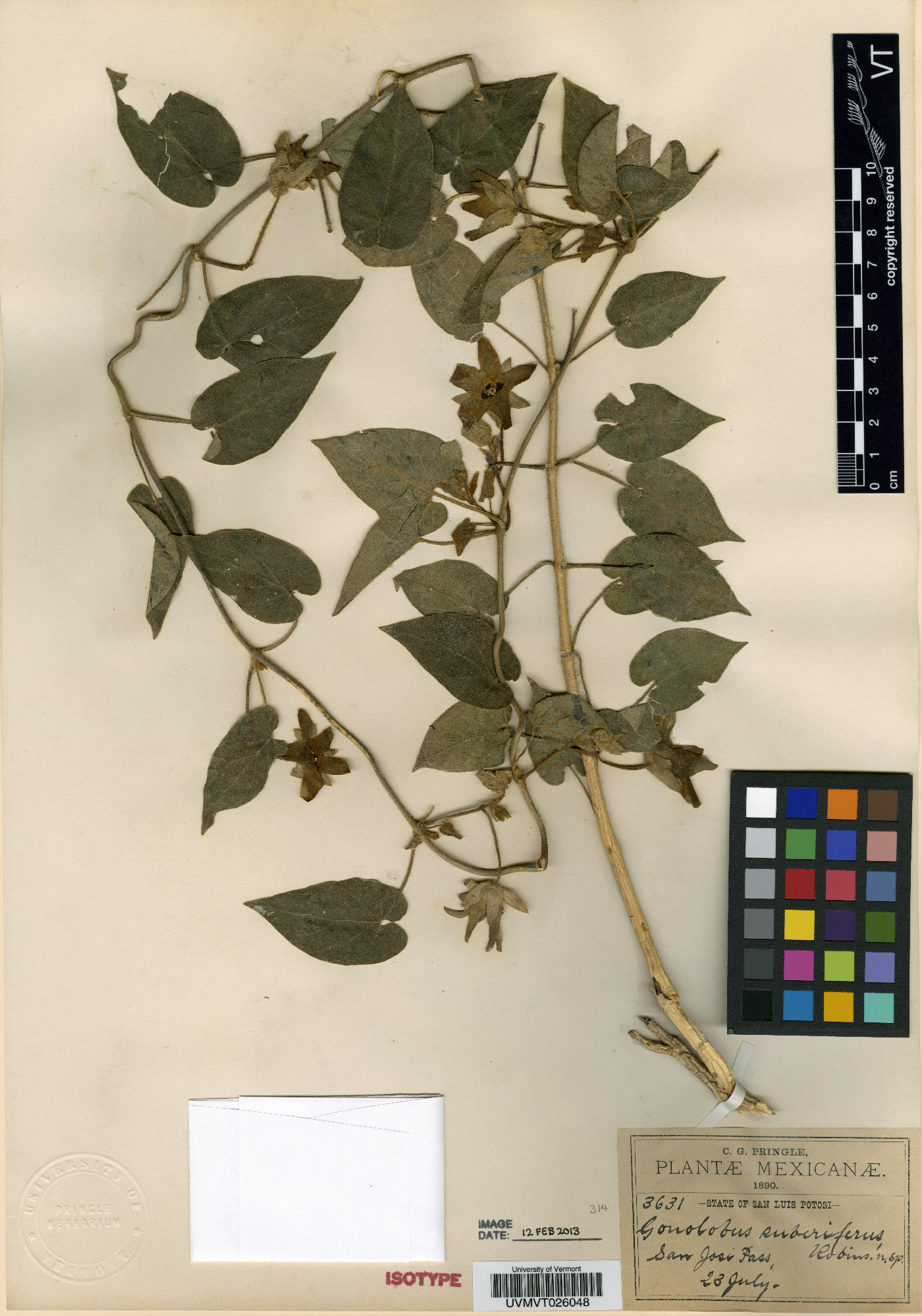 Matelea suberifera image