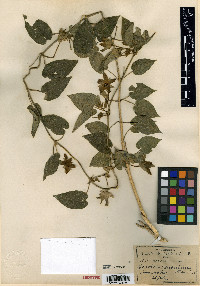 Matelea suberifera image