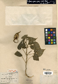 Gonolobus stenopetalus image