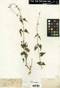 Gonolobus bifidus image