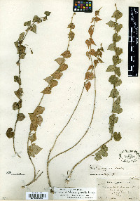 Matelea hemsleyana image