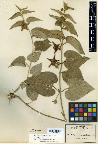 Matelea macvaughiana image