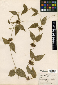 Matelea gonoloboides image