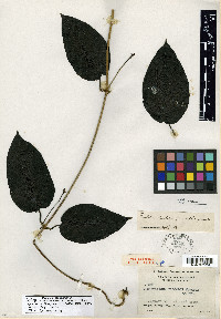 Matelea picturata image