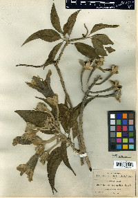 Ipomoea murucoides image