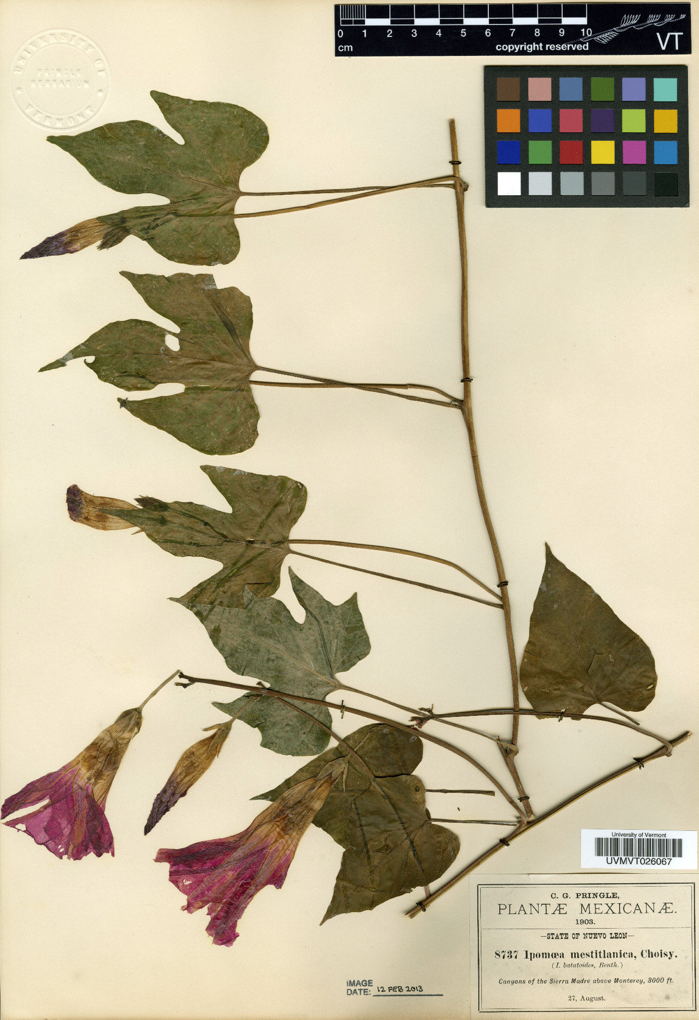 Ipomoea orizabensis subsp. collina image